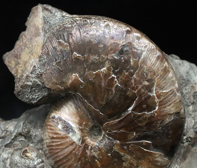 レア!アンモナイトコレクター必見!サウスダコタ州産のホプロスカフィテス(Hoploscaphites)の母岩付き標本(その3)