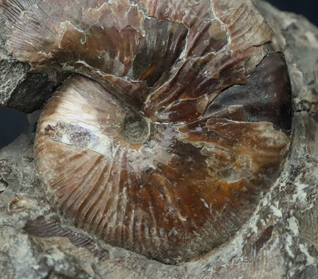 レア!アンモナイトコレクター必見!サウスダコタ州産のホプロスカフィテス(Hoploscaphites)の母岩付き標本(その4)