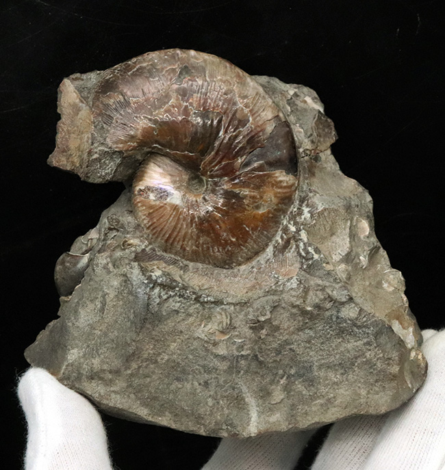 レア!アンモナイトコレクター必見!サウスダコタ州産のホプロスカフィテス(Hoploscaphites)の母岩付き標本(その5)