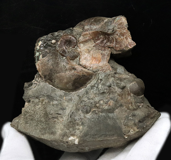 レア!アンモナイトコレクター必見!サウスダコタ州産のホプロスカフィテス(Hoploscaphites)の母岩付き標本(その6)