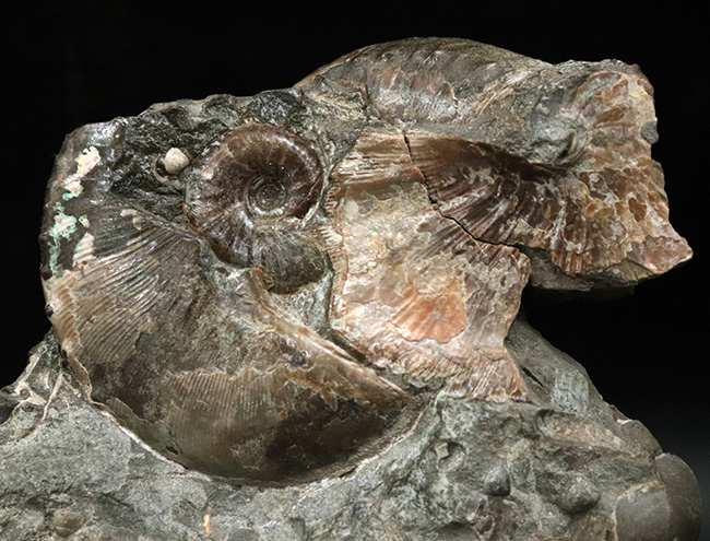 レア!アンモナイトコレクター必見!サウスダコタ州産のホプロスカフィテス(Hoploscaphites)の母岩付き標本(その7)