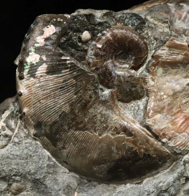レア!アンモナイトコレクター必見!サウスダコタ州産のホプロスカフィテス(Hoploscaphites)の母岩付き標本(その8)