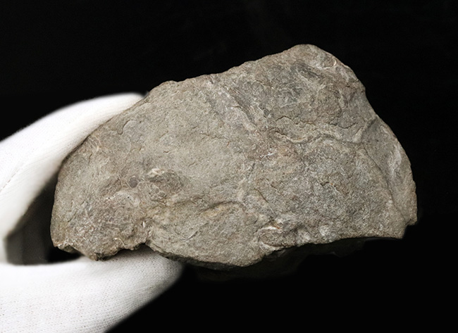 レア!アンモナイトコレクター必見!サウスダコタ州産のホプロスカフィテス(Hoploscaphites)の母岩付き標本(その9)