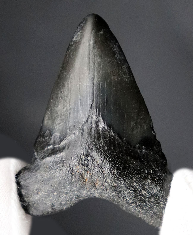 ノーリストア（無修復）のナチュラルなメガロドン（Carcharocles megalodon）の歯化石（その2）