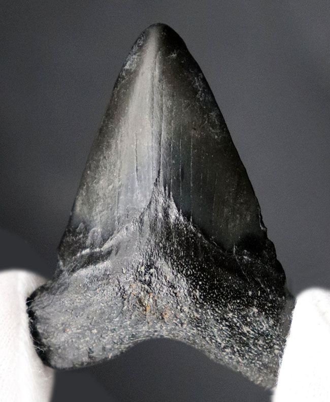 ノーリストア(無修復)のナチュラルなメガロドン(Carcharocles megalodon)の歯化石(その2)