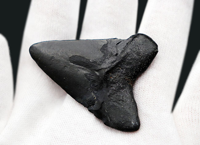 ノーリストア(無修復)のナチュラルなメガロドン(Carcharocles megalodon)の歯化石(その3)