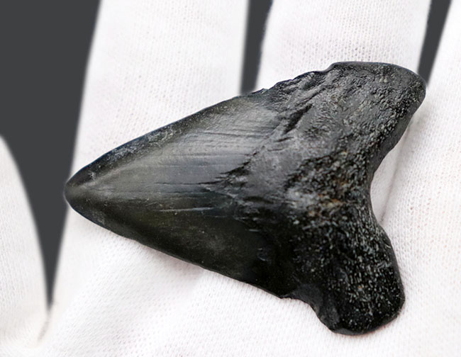 ノーリストア(無修復)のナチュラルなメガロドン(Carcharocles megalodon)の歯化石(その4)