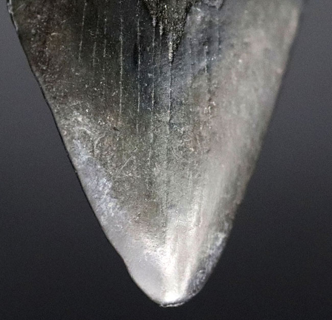 ノーリストア(無修復)のナチュラルなメガロドン(Carcharocles megalodon)の歯化石(その6)