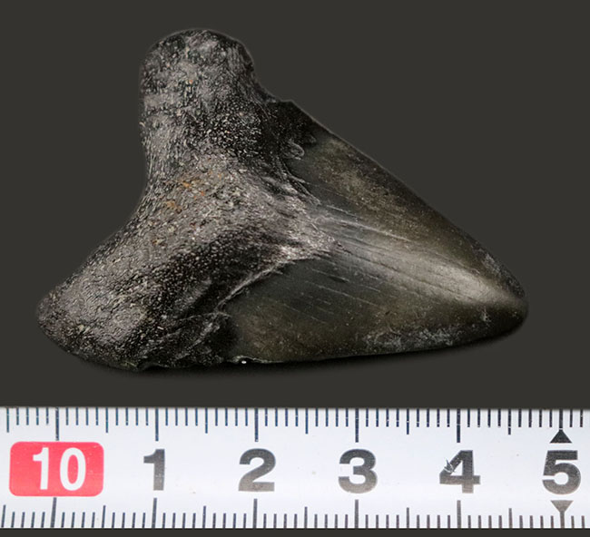 ノーリストア(無修復)のナチュラルなメガロドン(Carcharocles megalodon)の歯化石(その7)