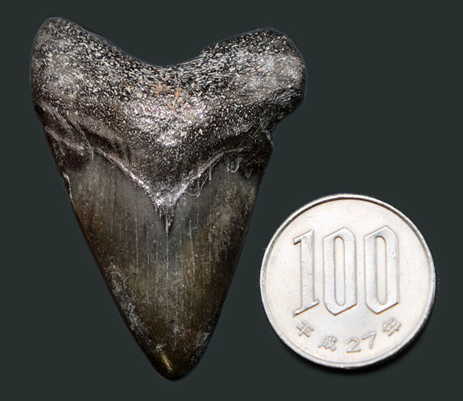 ノーリストア(無修復)のナチュラルなメガロドン(Carcharocles megalodon)の歯化石(その8)