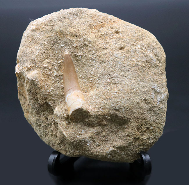 美品!白亜紀後期の巨大な首長竜、エラスモサウルス(Elasmosaurus)の歯化石(その2)