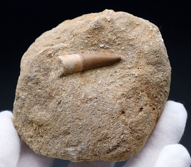 美品!白亜紀後期の巨大な首長竜、エラスモサウルス(Elasmosaurus)の歯化石(その3)