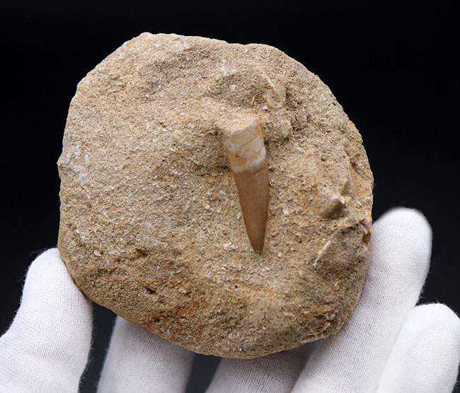 美品!白亜紀後期の巨大な首長竜、エラスモサウルス(Elasmosaurus)の歯化石(その4)
