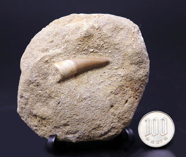 美品!白亜紀後期の巨大な首長竜、エラスモサウルス(Elasmosaurus)の歯化石(その9)