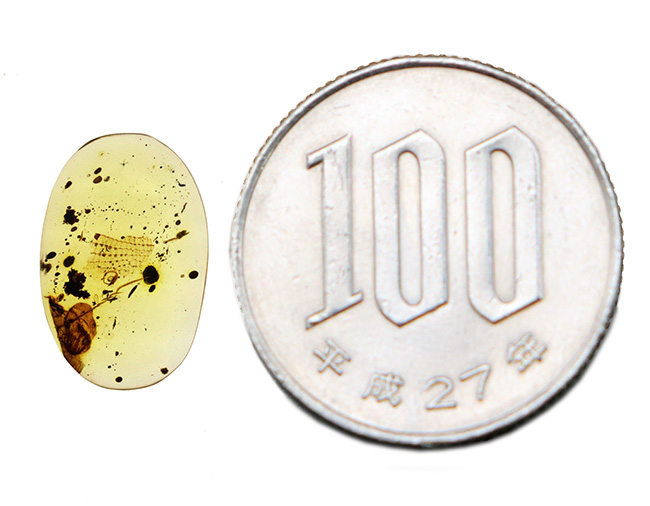 これぞロマンの塊！琥珀ファンはもちろん、古生物・化石ファン垂涎の逸品。トカゲの鱗を内包した琥珀、ミャンマー産バーマイト（Burmite）（その10）
