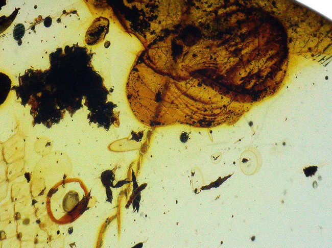 これぞロマンの塊！琥珀ファンはもちろん、古生物・化石ファン垂涎の逸品。トカゲの鱗を内包した琥珀、ミャンマー産バーマイト（Burmite）（その5）