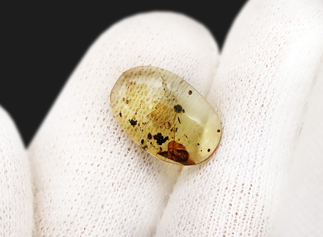 これぞロマンの塊！琥珀ファンはもちろん、古生物・化石ファン垂涎の逸品。トカゲの鱗を内包した琥珀、ミャンマー産バーマイト（Burmite）（その6）