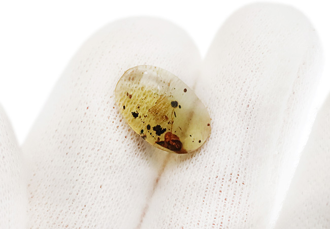 これぞロマンの塊！琥珀ファンはもちろん、古生物・化石ファン垂涎の逸品。トカゲの鱗を内包した琥珀、ミャンマー産バーマイト（Burmite）（その7）