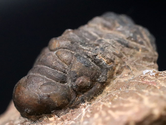モロッコ産のデボン紀の三葉虫、クロタロセファルス・ギブス（Crotalocephalus gibbus）の化石（その1）
