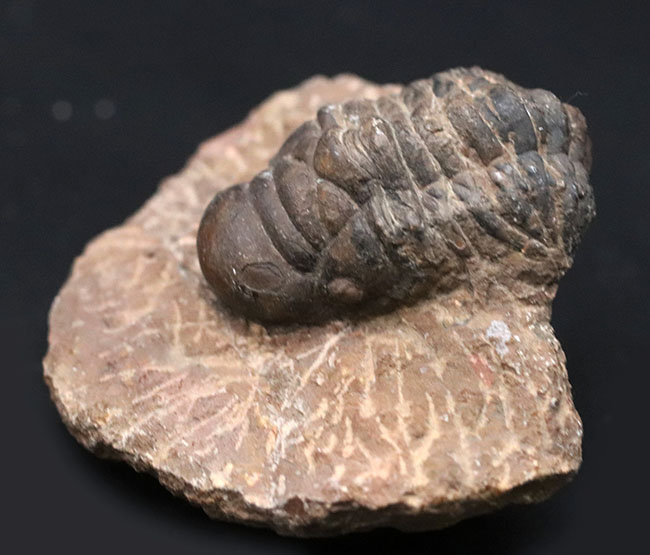 モロッコ産のデボン紀の三葉虫、クロタロセファルス・ギブス(Crotalocephalus gibbus)の化石(その2)