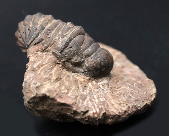 モロッコ産のデボン紀の三葉虫、クロタロセファルス・ギブス（Crotalocephalus gibbus）の化石（その3）