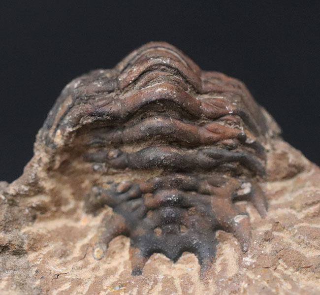モロッコ産のデボン紀の三葉虫、クロタロセファルス・ギブス（Crotalocephalus gibbus）の化石（その4）