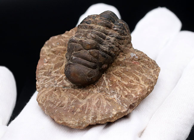 モロッコ産のデボン紀の三葉虫、クロタロセファルス・ギブス(Crotalocephalus gibbus)の化石(その5)