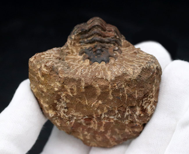 モロッコ産のデボン紀の三葉虫、クロタロセファルス・ギブス