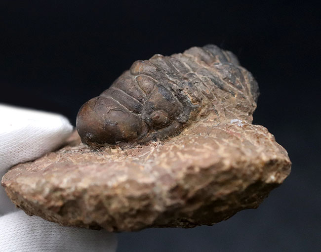 モロッコ産のデボン紀の三葉虫、クロタロセファルス・ギブス（Crotalocephalus gibbus）の化石（その7）