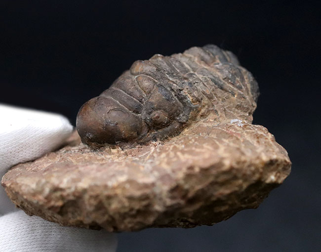 モロッコ産のデボン紀の三葉虫、クロタロセファルス・ギブス(Crotalocephalus gibbus)の化石(その7)