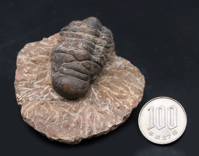 モロッコ産のデボン紀の三葉虫、クロタロセファルス・ギブス(Crotalocephalus gibbus)の化石(その8)