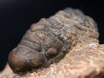 モロッコ産のデボン紀の三葉虫、クロタロセファルス・ギブス（Crotalocephalus gibbus）の化石