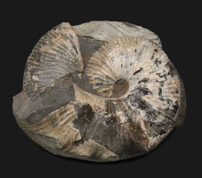 米国サウスダコタ州産のアンモナイト、スカフィテス(Scaphites)の化石(その1)