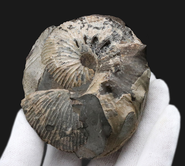 米国サウスダコタ州産のアンモナイト、スカフィテス(Scaphites)の化石(その2)