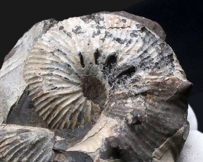 米国サウスダコタ州産のアンモナイト、スカフィテス(Scaphites)の化石(その3)