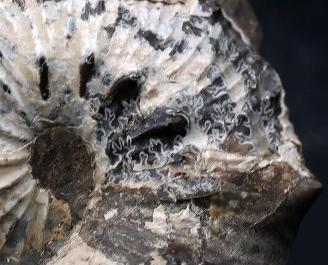米国サウスダコタ州産のアンモナイト、スカフィテス(Scaphites)の化石(その4)