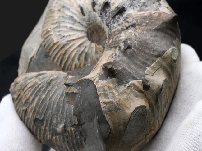米国サウスダコタ州産のアンモナイト、スカフィテス(Scaphites)の化石(その5)