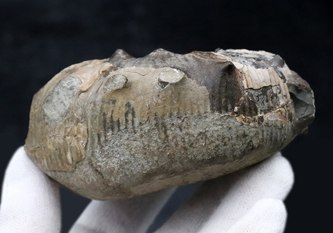 米国サウスダコタ州産のアンモナイト、スカフィテス(Scaphites)の化石(その6)