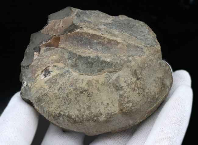 米国サウスダコタ州産のアンモナイト、スカフィテス(Scaphites)の化石(その7)
