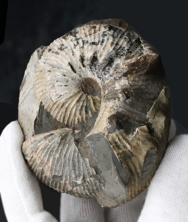 米国サウスダコタ州産のアンモナイト、スカフィテス(Scaphites)の化石(その8)