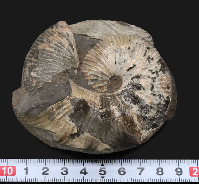 米国サウスダコタ州産のアンモナイト、スカフィテス(Scaphites)の化石(その9)