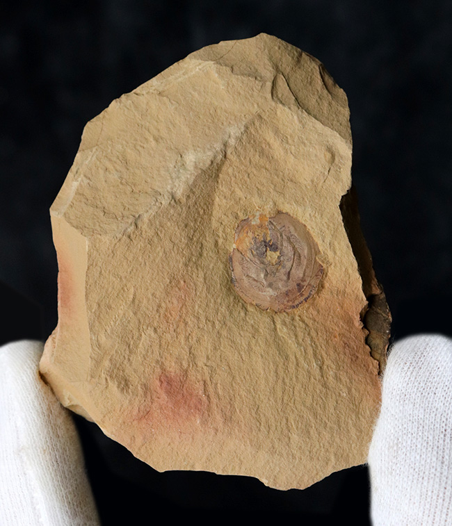 最も初期の高等生物の一つ、カンブリア爆発で誕生した生物の一つ、ヘリオメデューサ（Heliomedusa orienta）の上質化石（その1）