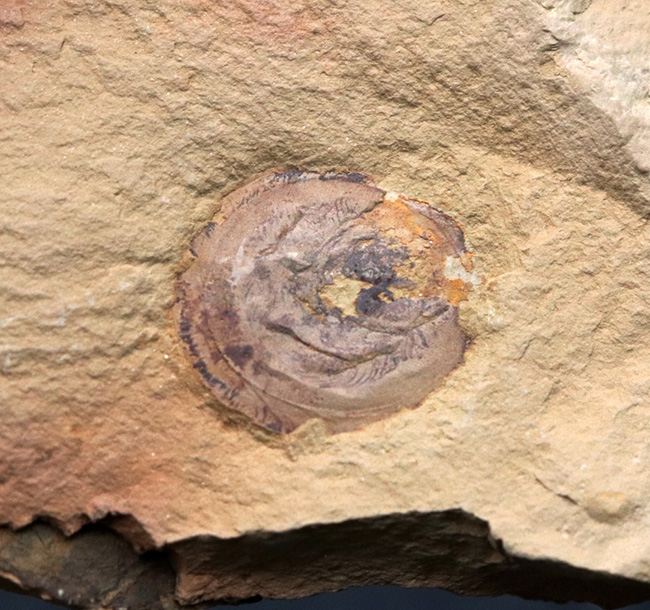 最も初期の高等生物の一つ、カンブリア爆発で誕生した生物の一つ、ヘリオメデューサ（Heliomedusa orienta）の上質化石（その2）