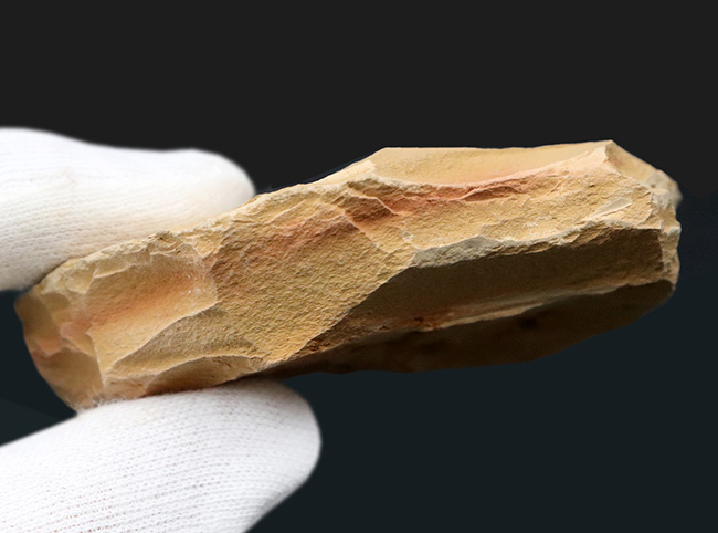 最も初期の高等生物の一つ、カンブリア爆発で誕生した生物の一つ、ヘリオメデューサ（Heliomedusa orienta）の上質化石（その5）