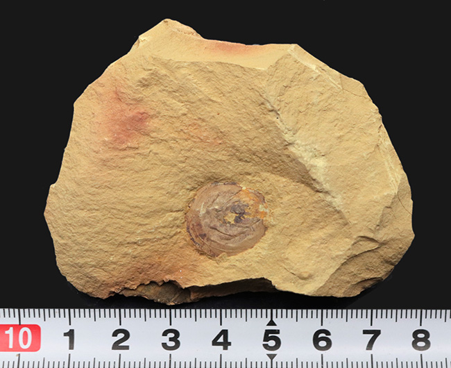最も初期の高等生物の一つ、カンブリア爆発で誕生した生物の一つ、ヘリオメデューサ（Heliomedusa orienta）の上質化石（その6）