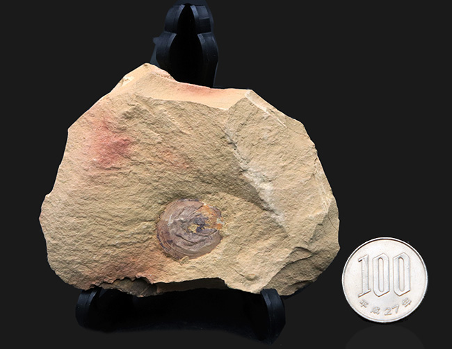 最も初期の高等生物の一つ、カンブリア爆発で誕生した生物の一つ、ヘリオメデューサ（Heliomedusa orienta）の上質化石（その7）