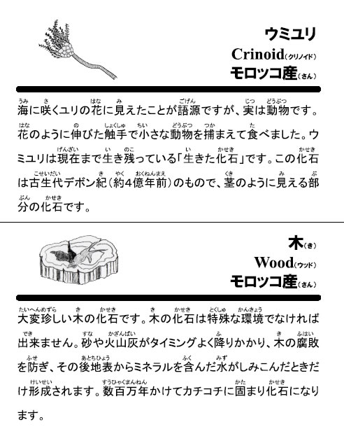 本物化石バラエティセットA 子ども用クリスマスプレゼントに最適!ラッピング無料!(古代サメ歯、光るアンモナイト、ゴニアタイト、珪化木、貨幣石、琥珀、ウミユリ、巻き貝)(その16)