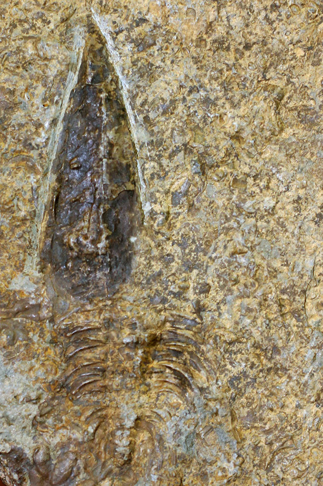 分類さえもままならない、謎多きカンブリア紀の生物、ヒオリテス(Hyolithes cecrops)の殻の化石(その1)