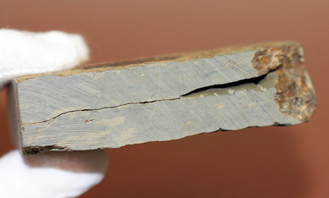分類さえもままならない、謎多きカンブリア紀の生物、ヒオリテス(Hyolithes cecrops)の殻の化石(その10)