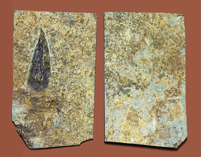 分類さえもままならない、謎多きカンブリア紀の生物、ヒオリテス（Hyolithes cecrops）の殻の化石（その11）